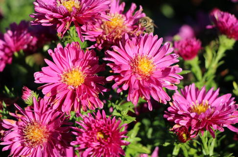 Kissen-Aster 'Granat' - Symphyotrichum dumosum 'Granat'