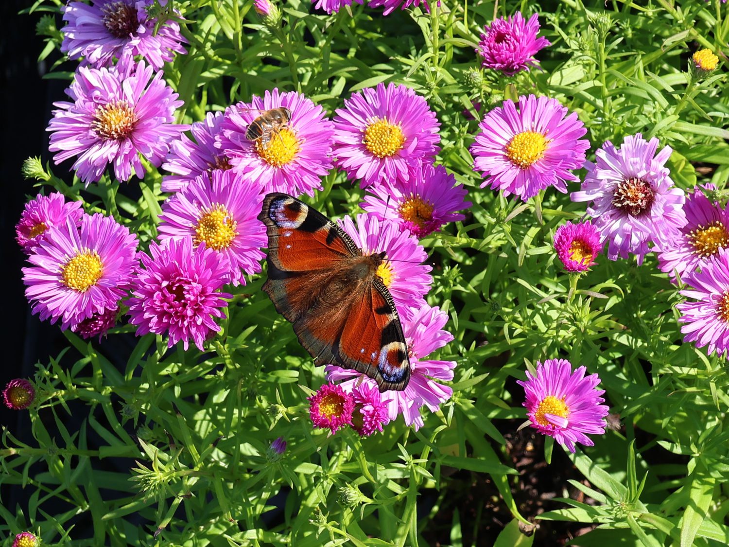 Kissen-Aster 'Heinz Richard'