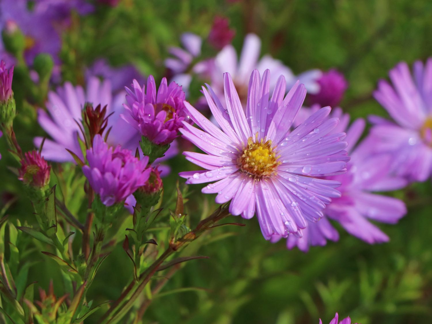 Kissen-Aster 'Herbstgruß vom Bresserhof'
