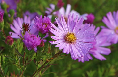 Kissen-Aster 'Herbstgruß vom Bresserhof' - Symphyotrichum dumosum 'Herbstgruß vom Bresserhof'