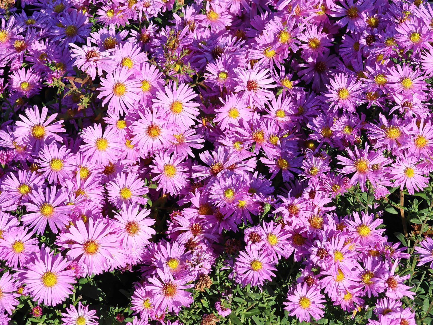 Symphyotrichum (Symphyotrichum)