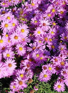 Symphyotrichum (Symphyotrichum)