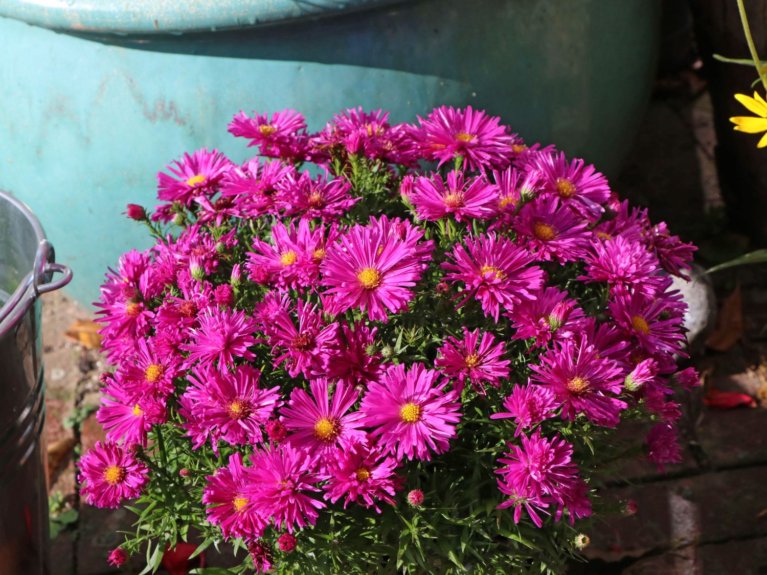 Kissen-Aster 'Jenny'