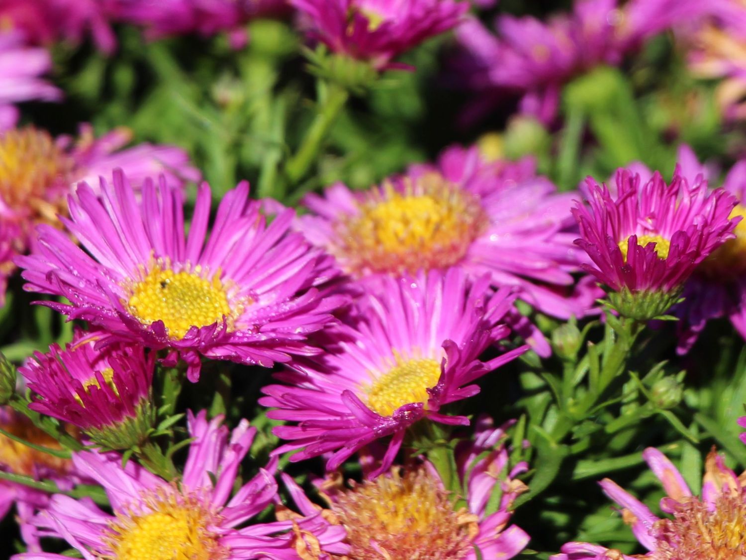 Kissen-Aster 'Kassel'
