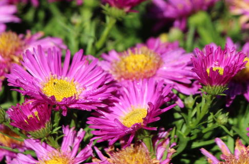 Kissen-Aster 'Kassel' - Symphyotrichum dumosum 'Kassel'