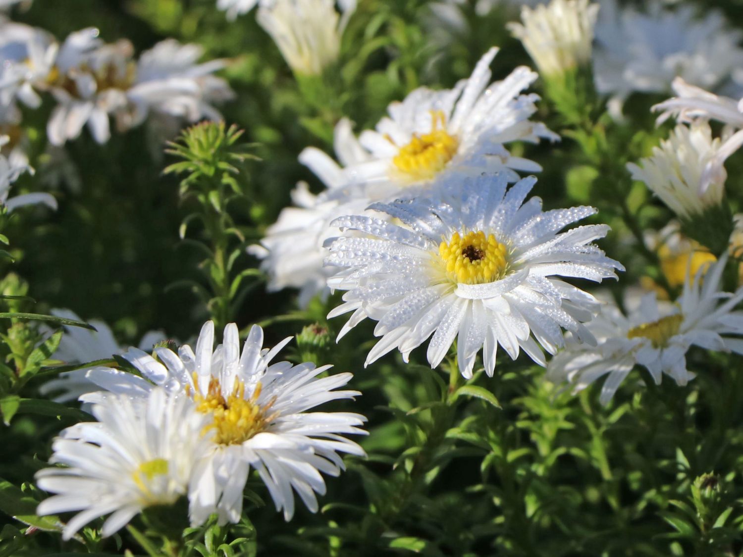 Kissen-Aster 'Kristina'