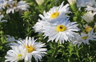 Kissen-Aster 'Kristina'