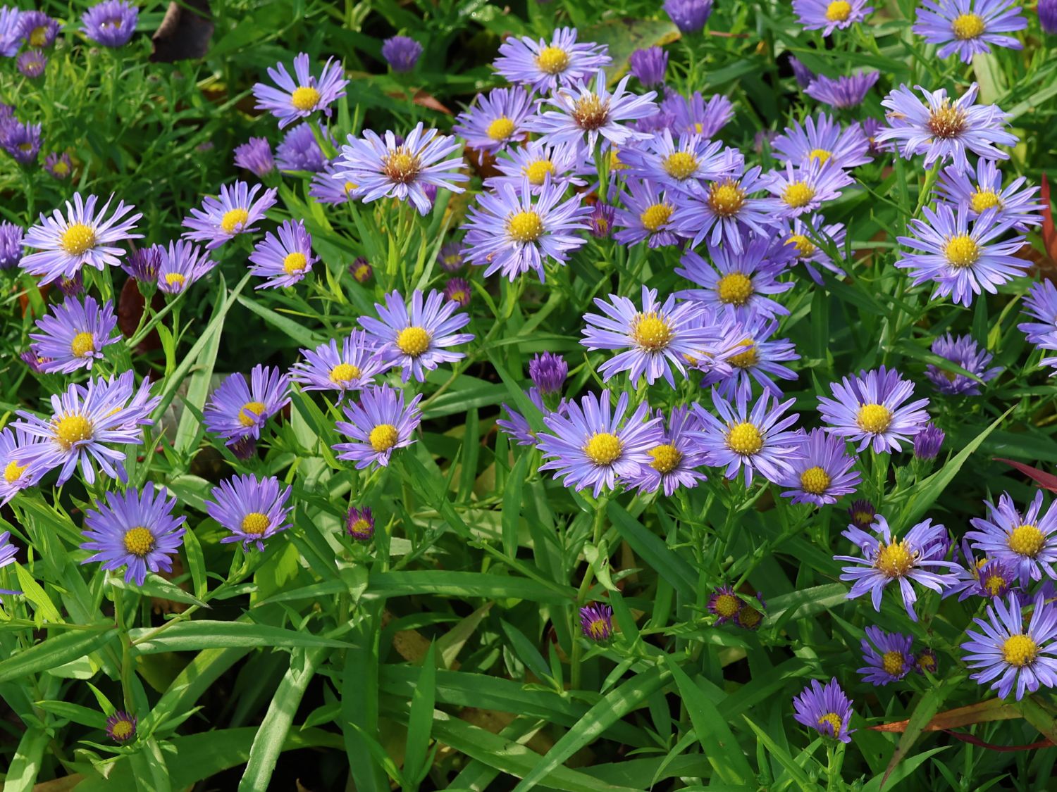 Kissen-Aster 'Mittelmeer'