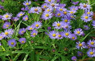 Kissen-Aster 'Mittelmeer'