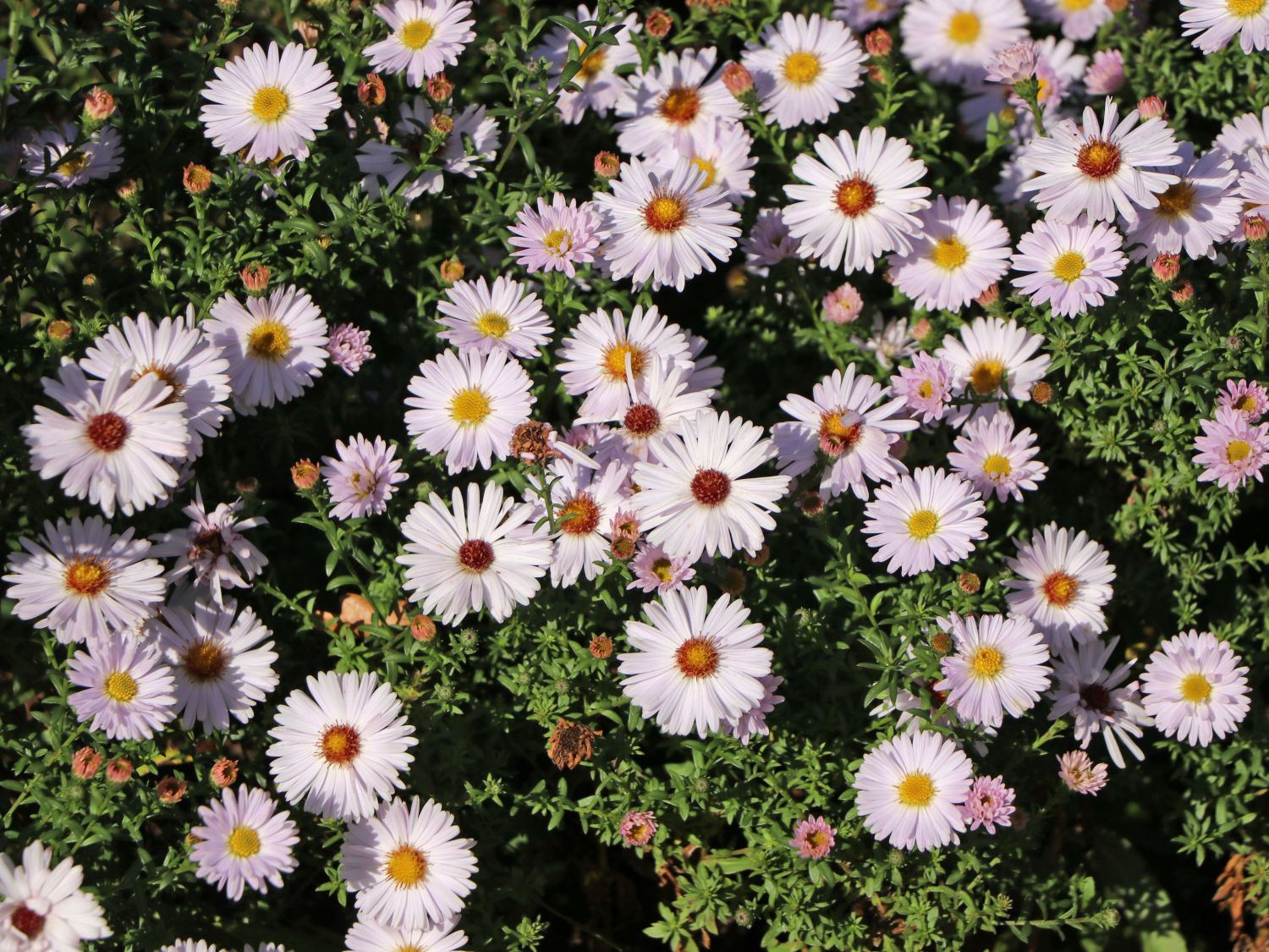 Kissen-Aster 'Niobe' - Symphyotrichum dumosum 'Niobe'