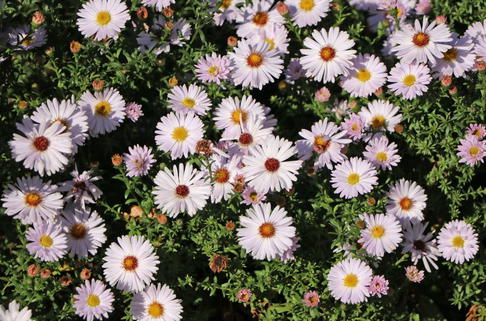 Kissen-Aster 'Niobe' - Symphyotrichum dumosum 'Niobe'