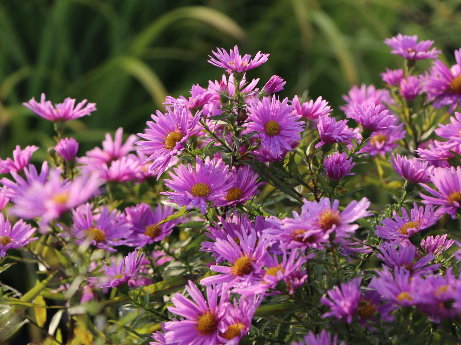 Kissen-Aster 'Peter Harrison' - Symphyotrichum dumosum 'Peter Harrison'