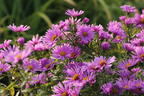 Kissen-Aster 'Peter Harrison' - Symphyotrichum dumosum 'Peter Harrison'