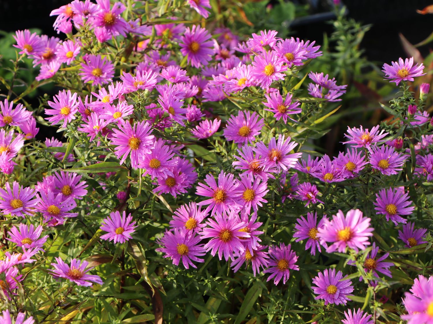 Kissen-Aster 'Peter Harrison' - Symphyotrichum dumosum 'Peter Harrison'