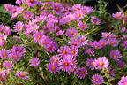 Kissen-Aster 'Peter Harrison' - Symphyotrichum dumosum 'Peter Harrison'