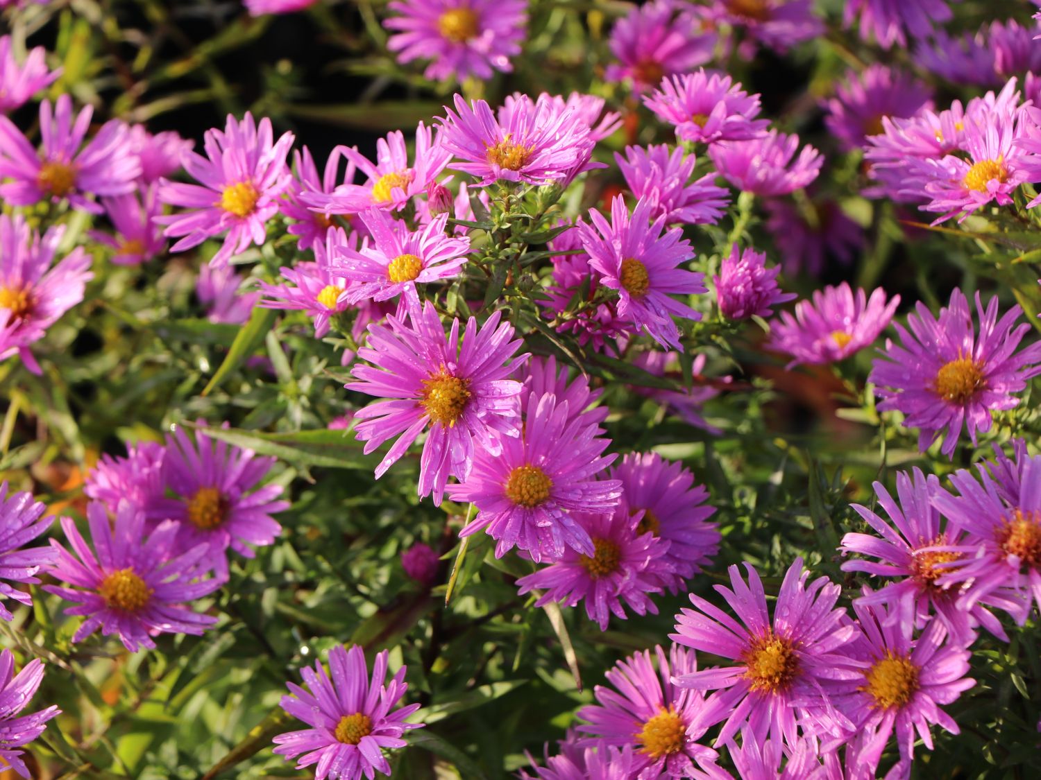 Kissen-Aster 'Peter Harrison' - Symphyotrichum dumosum 'Peter Harrison'