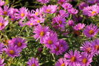 Kissen-Aster 'Peter Harrison' - Symphyotrichum dumosum 'Peter Harrison'