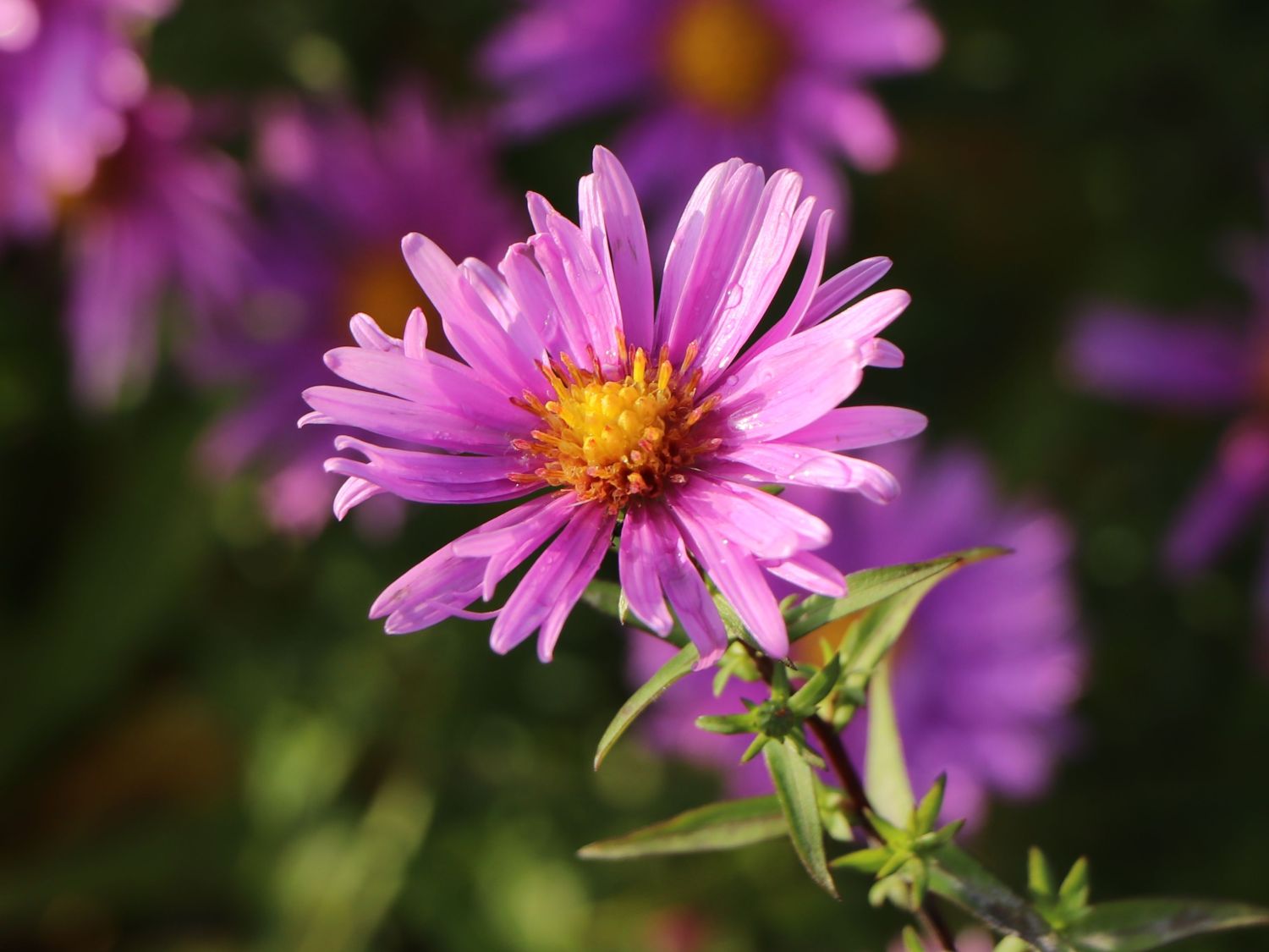 Kissen-Aster 'Peter Harrison' - Symphyotrichum dumosum 'Peter Harrison'