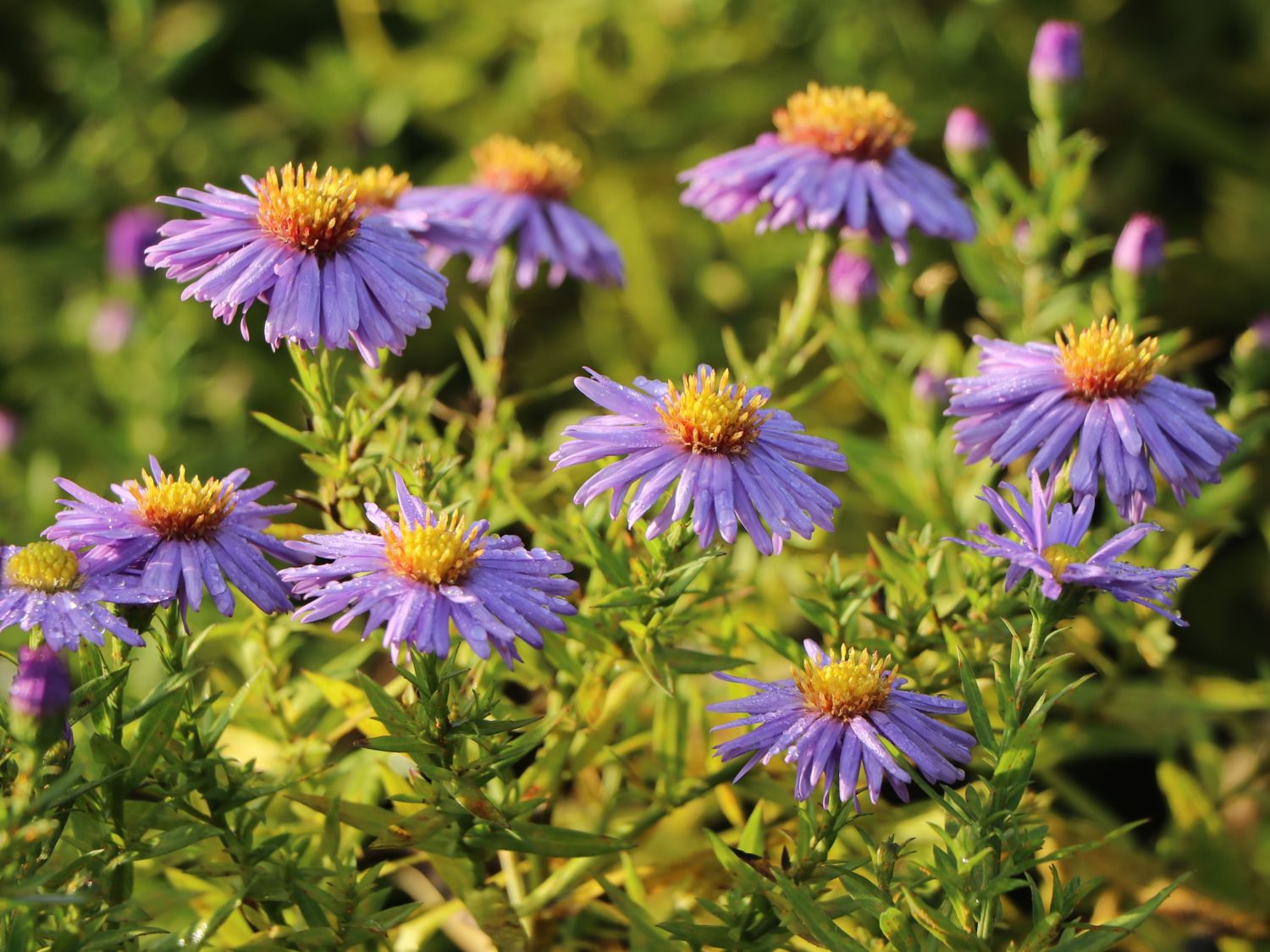 Kissen-Aster 'Prof. Anton Kippenberg'