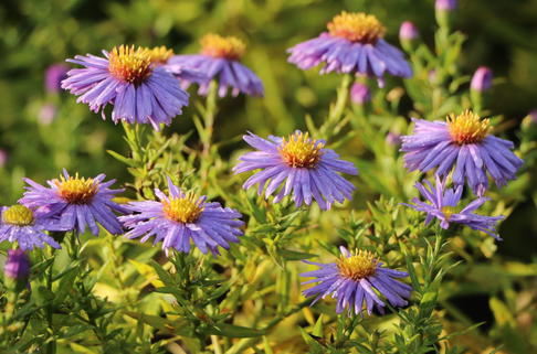 Kissen-Aster 'Prof. Anton Kippenberg' - Symphyotrichum dumosum 'Prof. Anton Kippenberg'