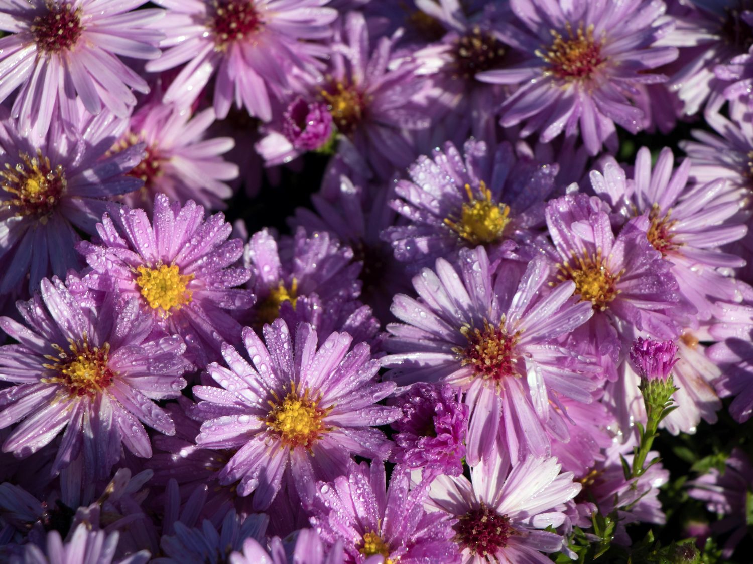 Kissen-Aster 'Rosenwichtel'
