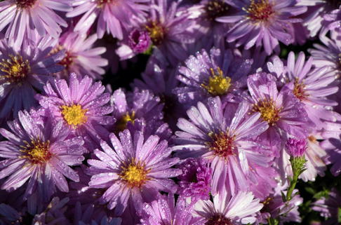Kissen-Aster 'Rosenwichtel' - Symphyotrichum dumosum 'Rosenwichtel'