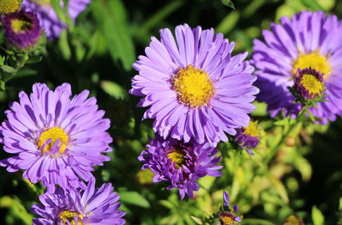 Kissen-Aster 'Sapphire' - Symphyotrichum dumosum 'Sapphire'