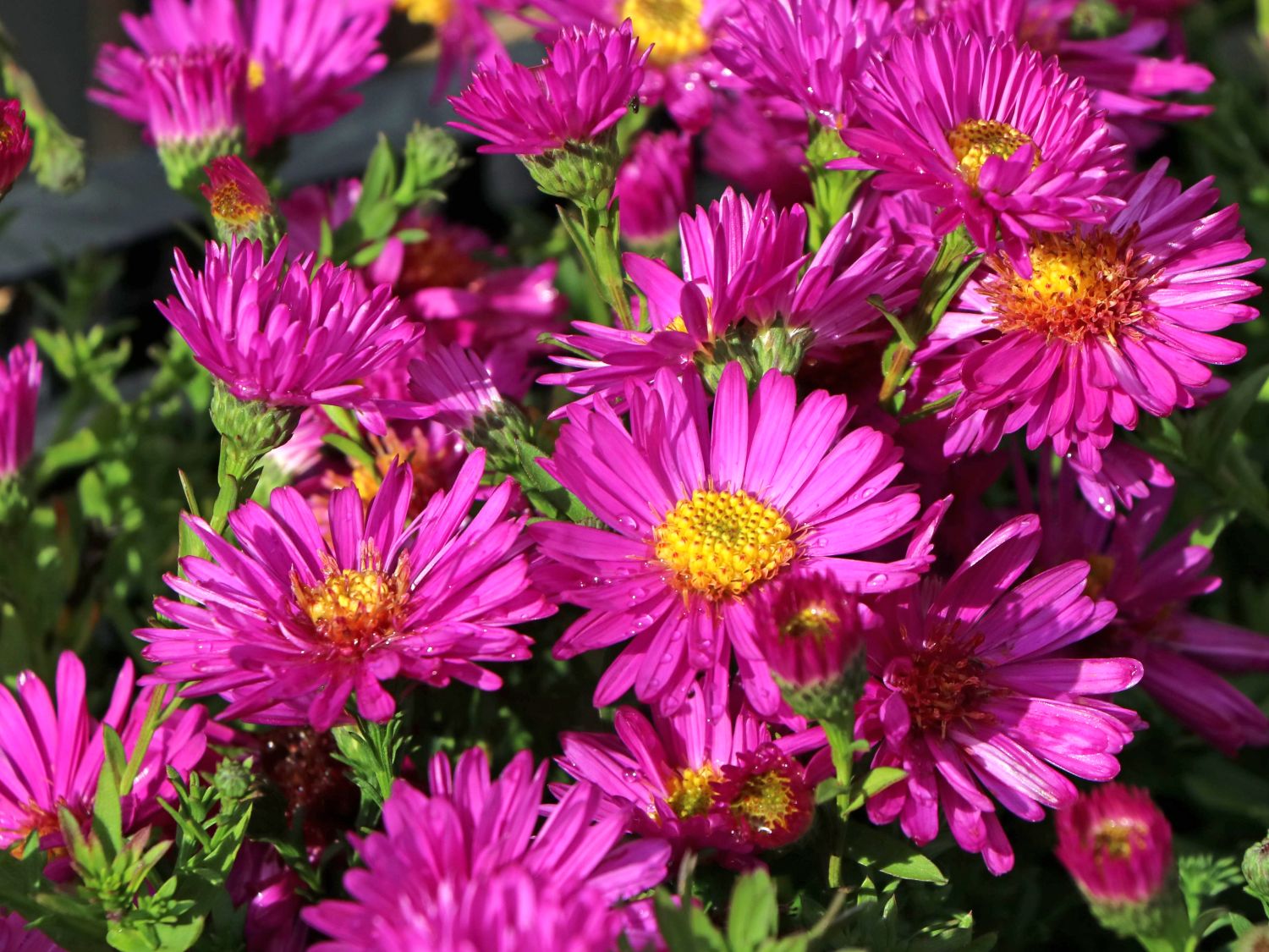 Kissen-Aster 'Starlight'