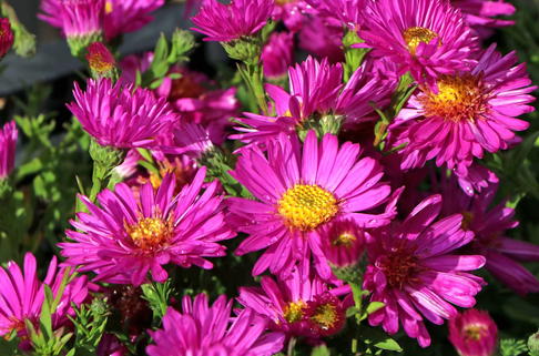 Kissen-Aster 'Starlight' - Symphyotrichum dumosum 'Starlight'
