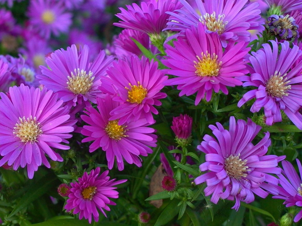 Kissen-Aster 'Tonga'