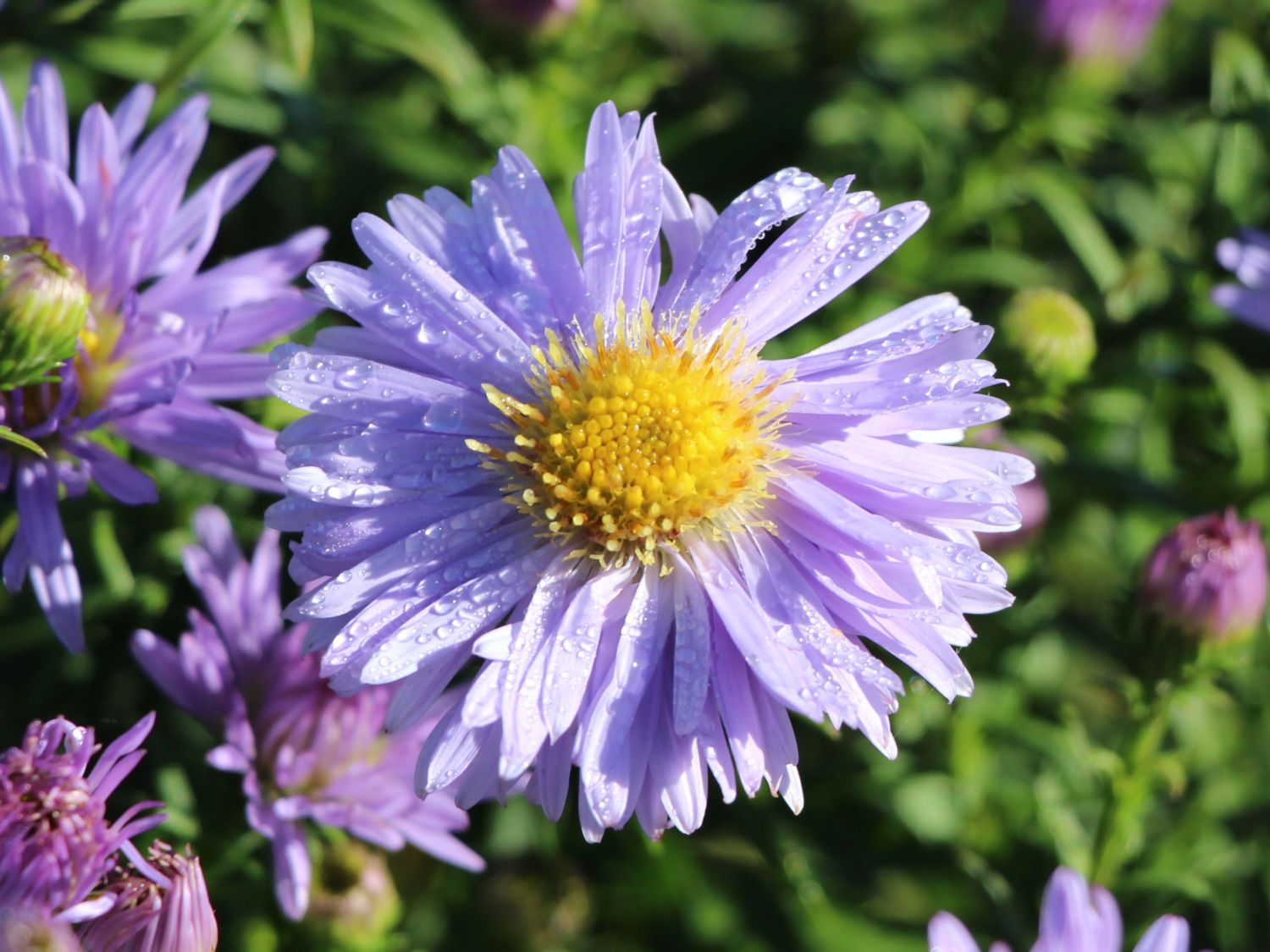 Kissen-Aster 'Zwergenhimmel'