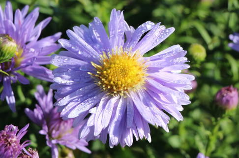 Kissen-Aster 'Zwergenhimmel' - Symphyotrichum dumosum 'Zwergenhimmel'