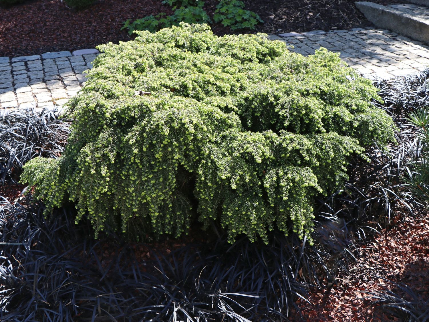 Kissen-Hemlock Tanne 'Jeddeloh'