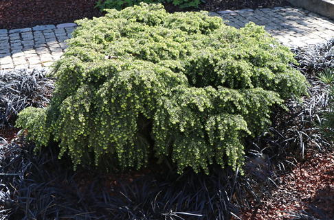 Kissen-Hemlock Tanne 'Jeddeloh' - Tsuga canadensis 'Jeddeloh'
