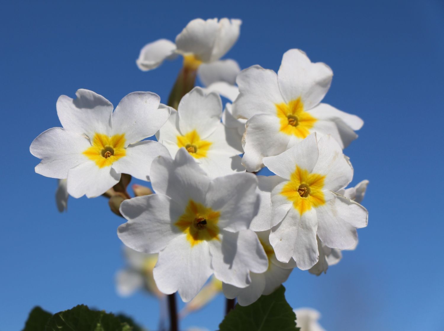 Kissen-Schlüsselblume 'Schneekissen'