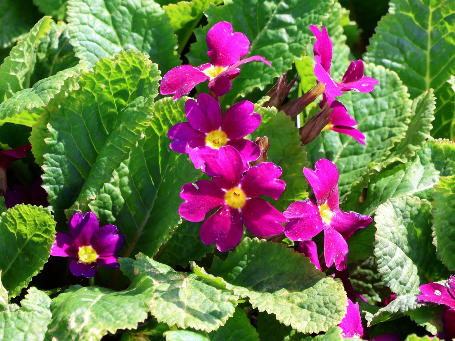 Kissen-Schlüsselblume 'Wanda'