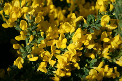 Kissenginster - Cytisus decumbens