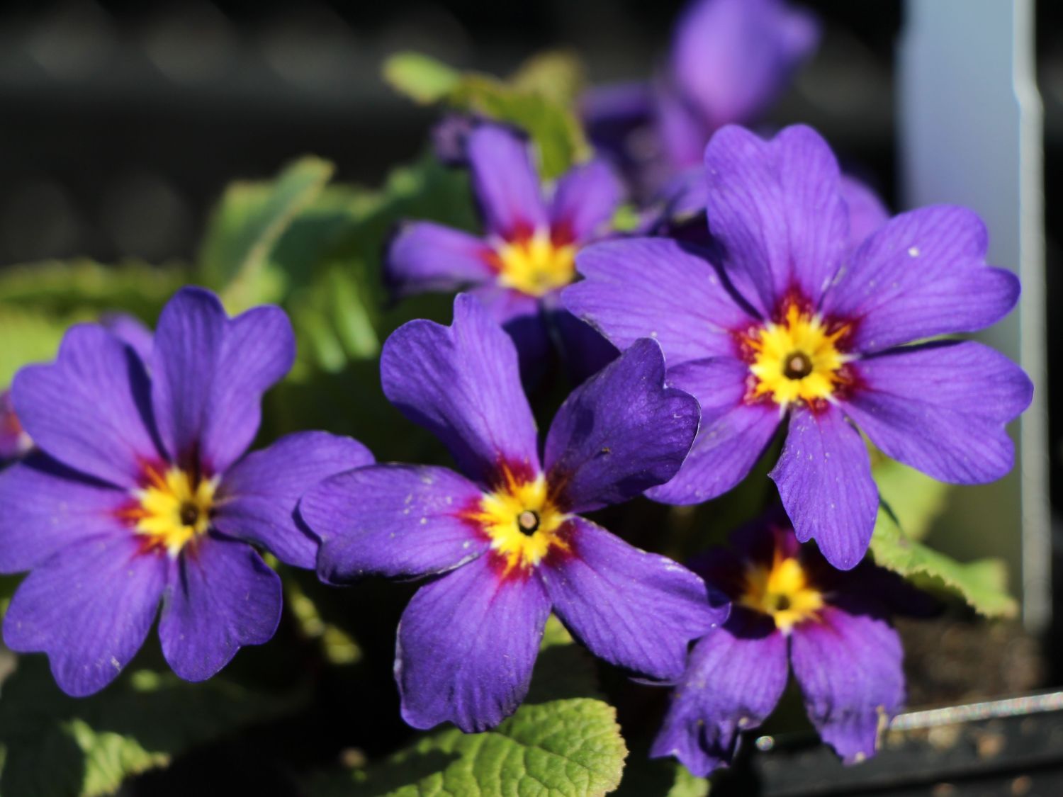 Kissenprimel - Primula x pruhoniciana