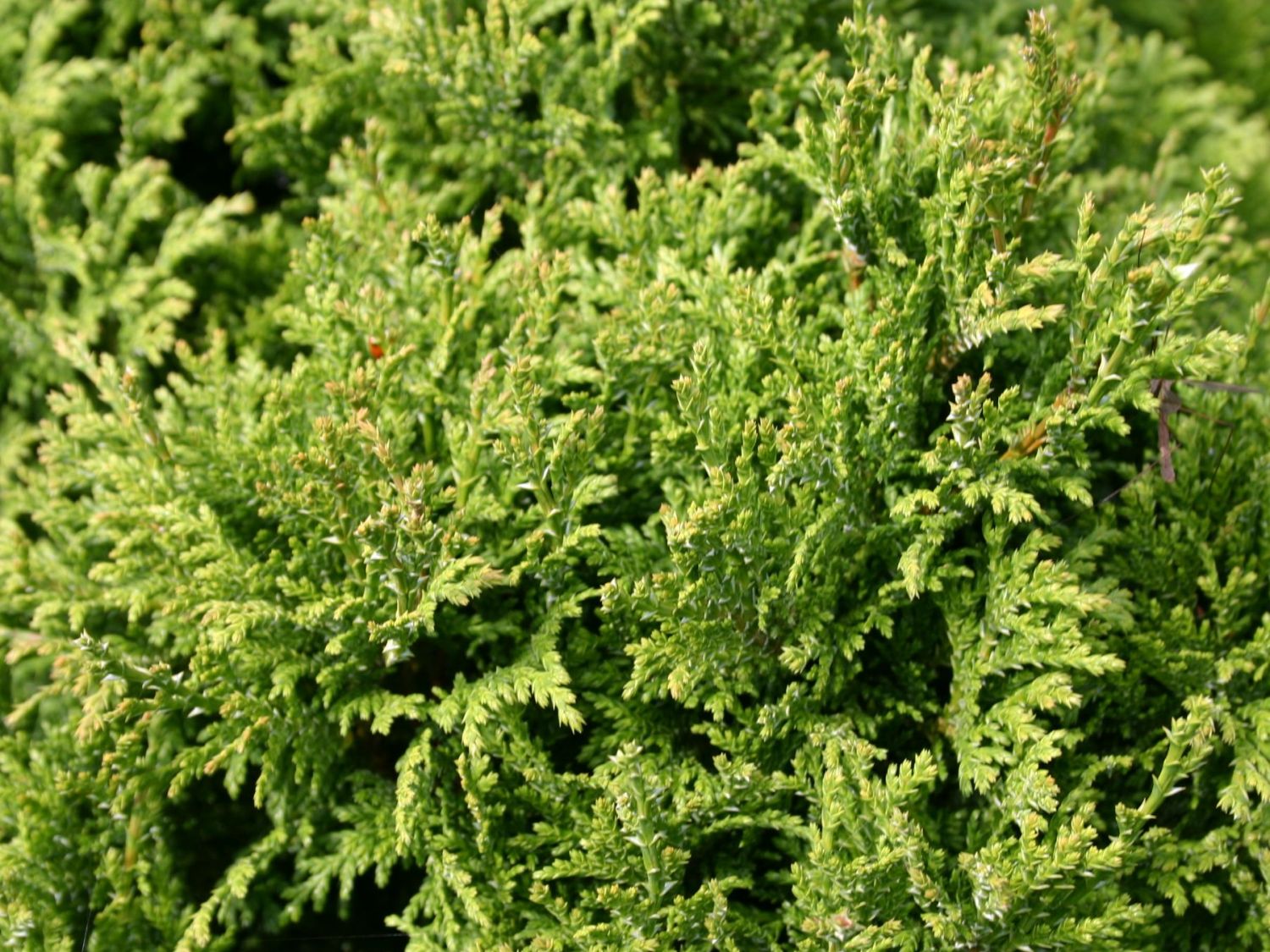 Kissenzypresse 'Tharandtensis Caesia'