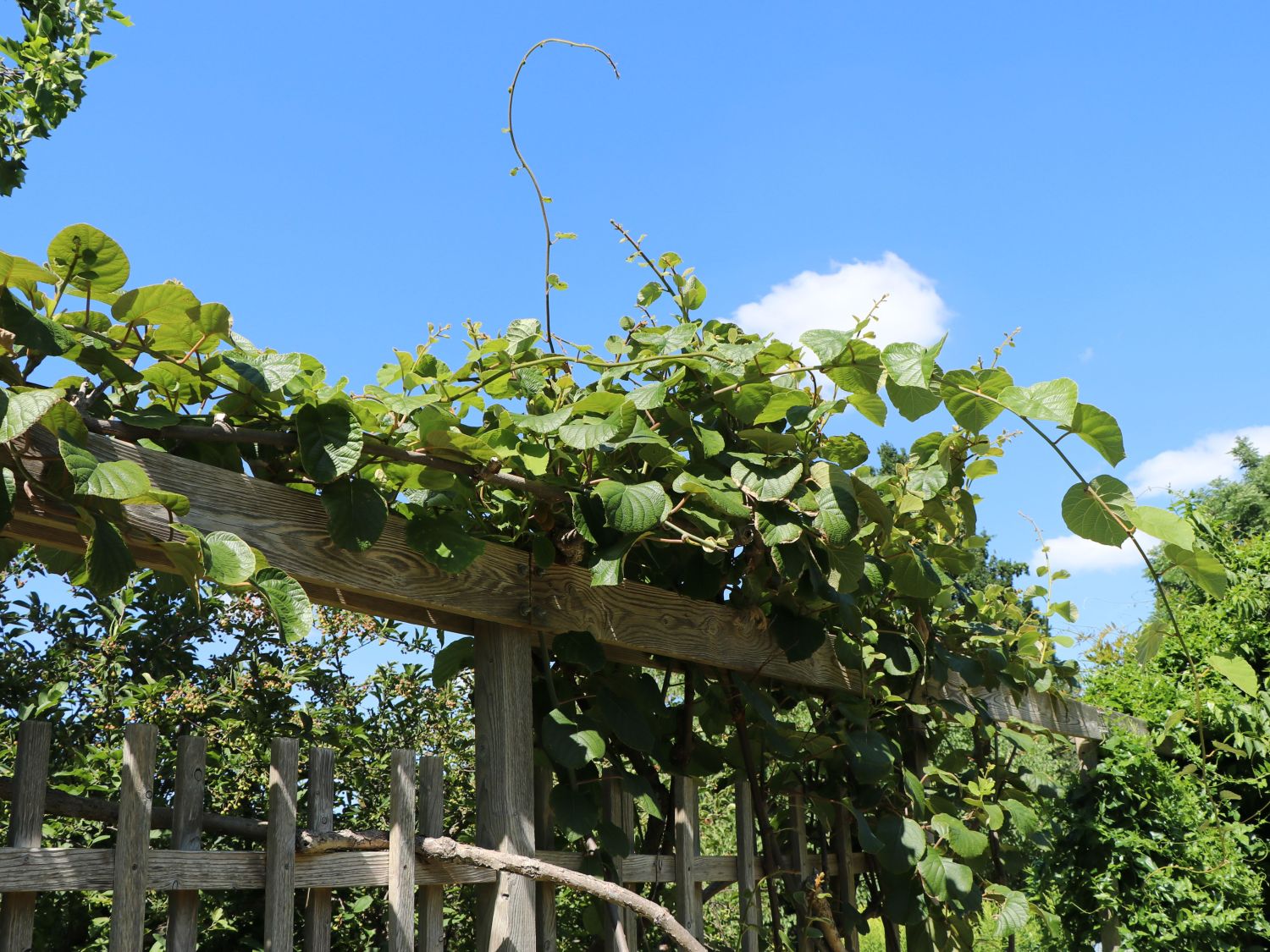 Kiwi, Chinesischer Strahlengriffel