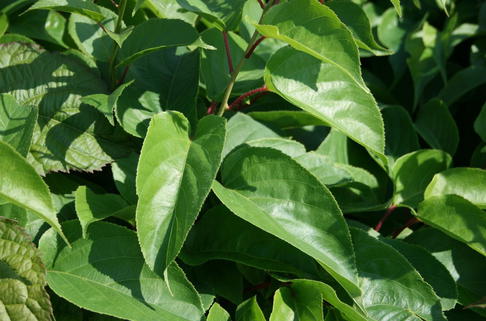 Kiwi 'Geneva' - Actinidia arguta 'Geneva'