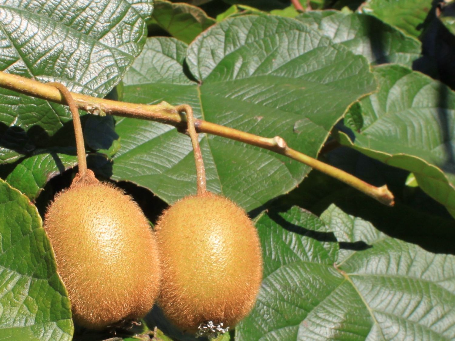 Strahlengriffel (Actinidia)