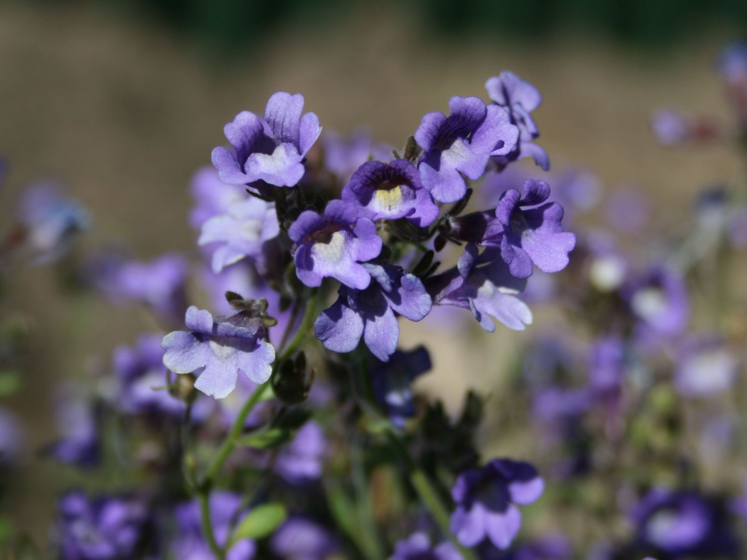 Klaffmäulchen 'Blue Dream' - Chaenorhinum origanifolium 'Blue Dream'