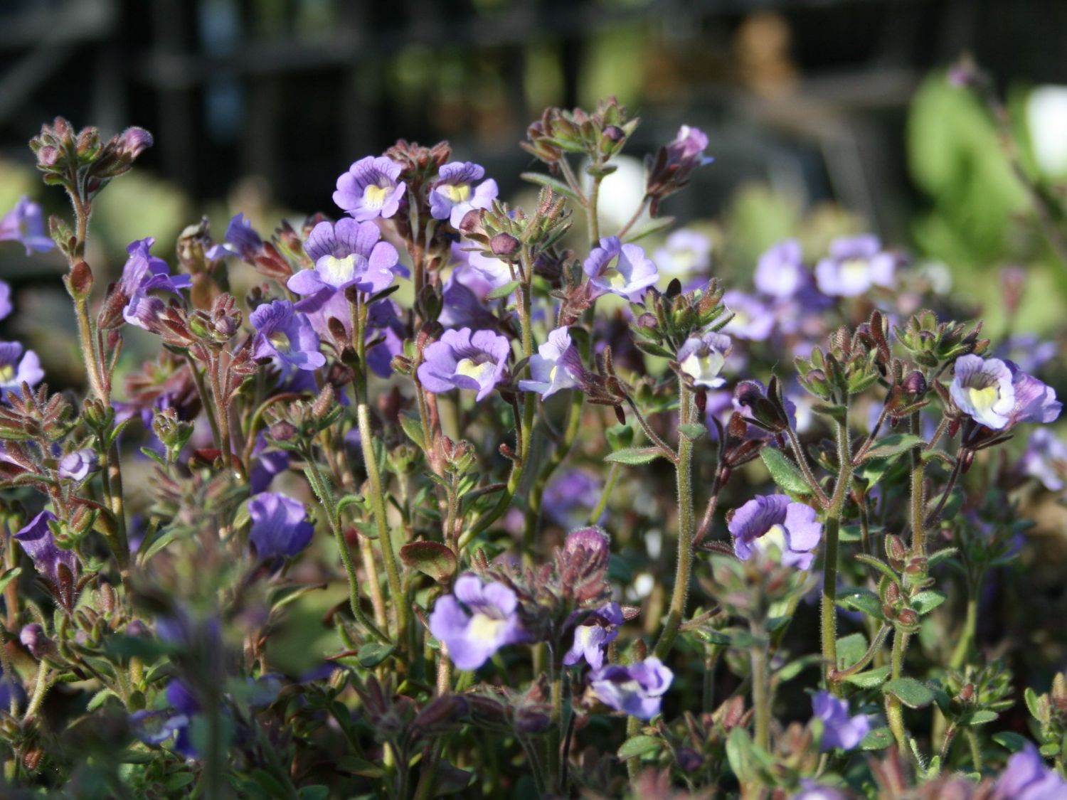 Chaenorhinum (Chaenorhinum)