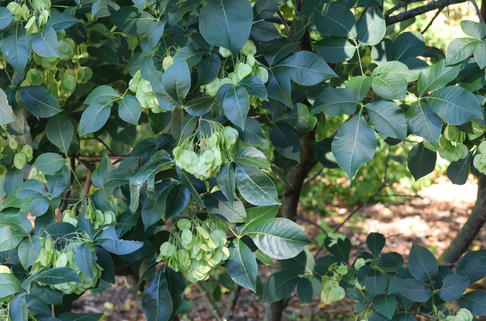 Kleeulme / Lederstrauch - Ptelea trifoliata