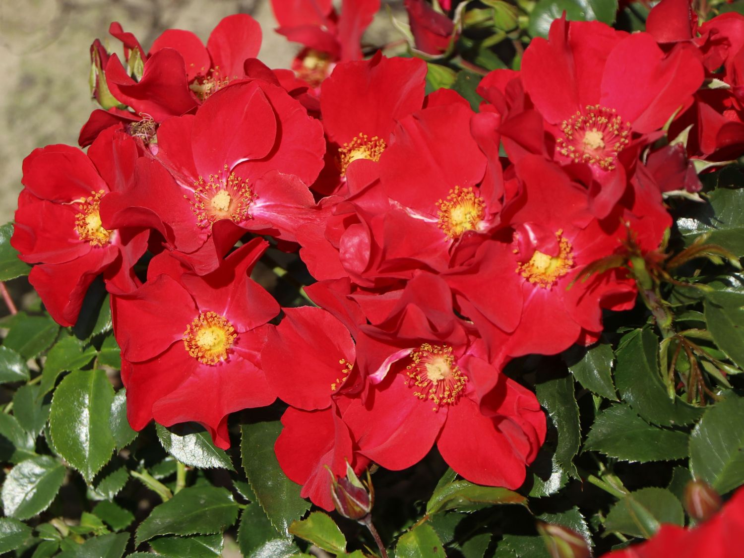 Klein-Strauchrose NektarGarten ® 'Alexander von Humboldt'