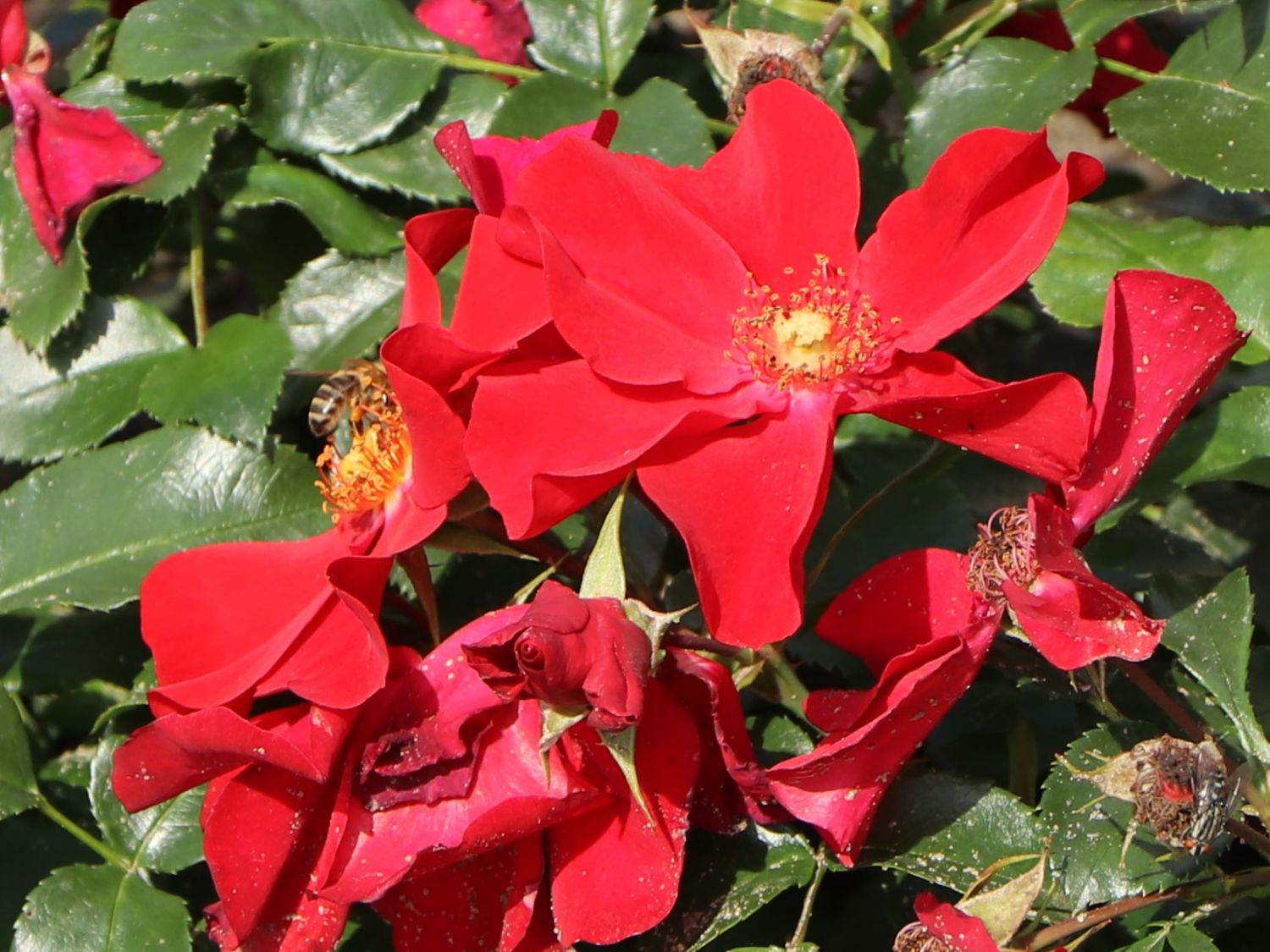 Klein-Strauchrose NektarGarten ® 'Alexander von Humboldt' - Rosa NektarGarten ® 'Alexander von Humboldt' ADR-Rose
