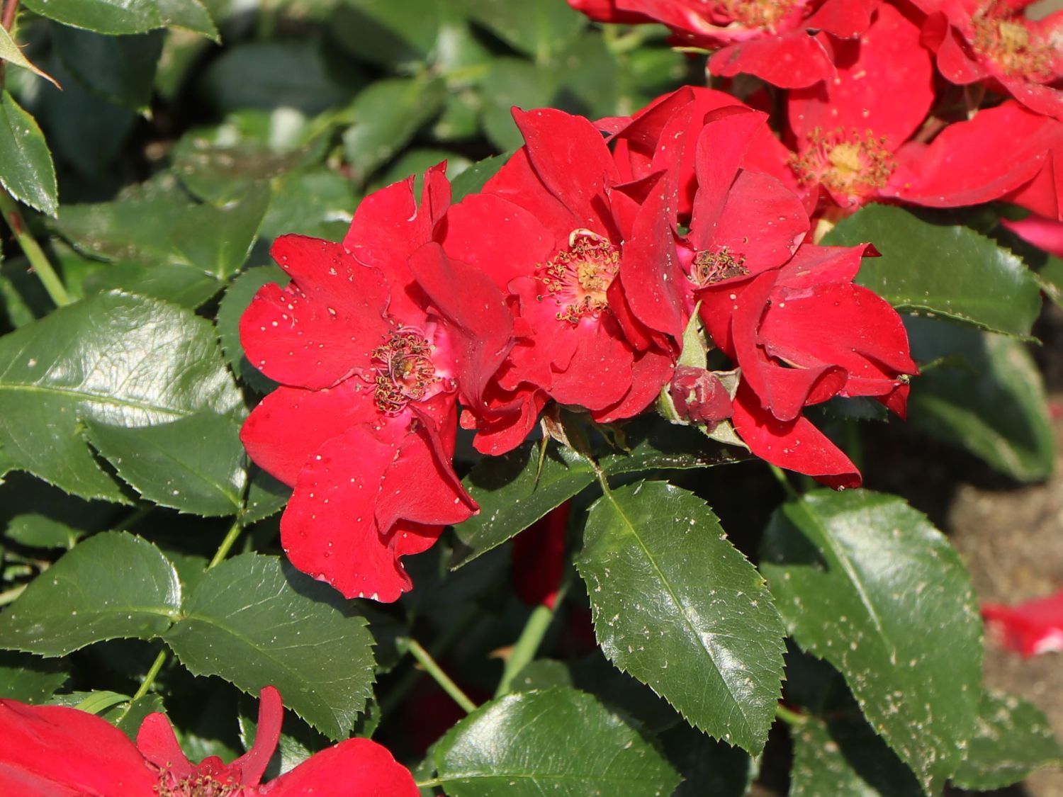 Klein-Strauchrose NektarGarten ® 'Alexander von Humboldt' - Rosa NektarGarten ® 'Alexander von Humboldt' ADR-Rose