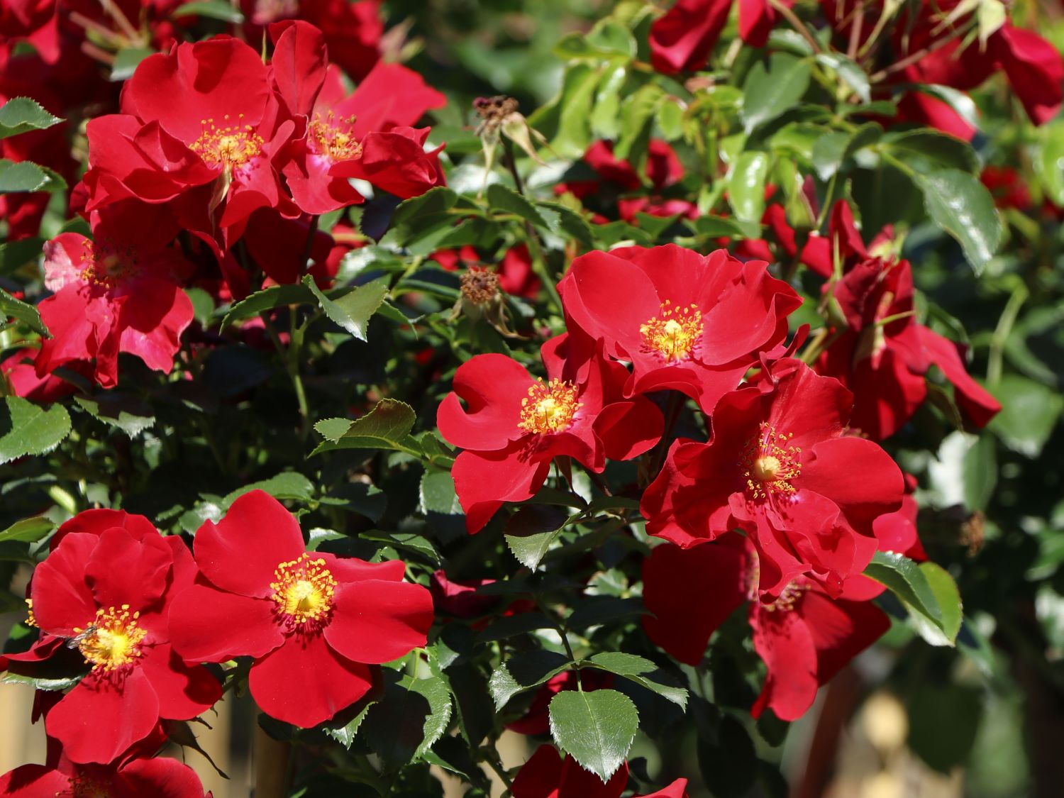 Klein-Strauchrose NektarGarten ® 'Alexander von Humboldt' - Rosa NektarGarten ® 'Alexander von Humboldt' ADR-Rose