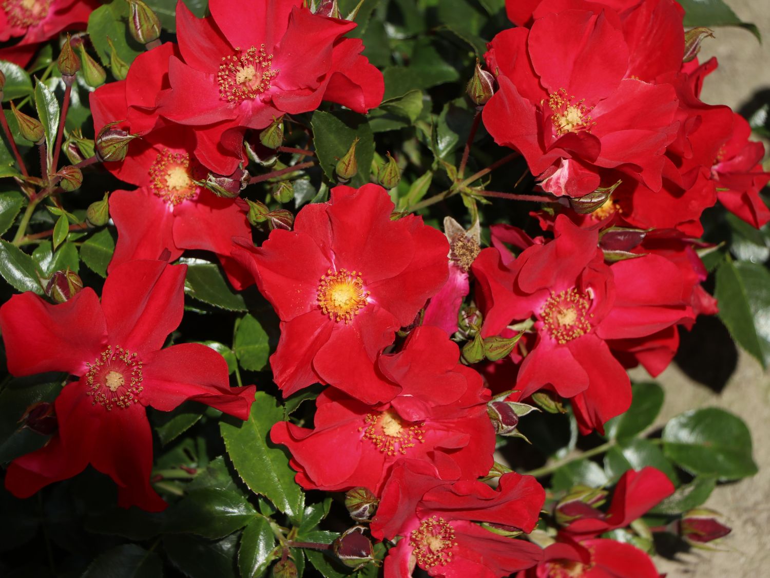 Klein-Strauchrose NektarGarten ® 'Alexander von Humboldt' - Rosa NektarGarten ® 'Alexander von Humboldt' ADR-Rose